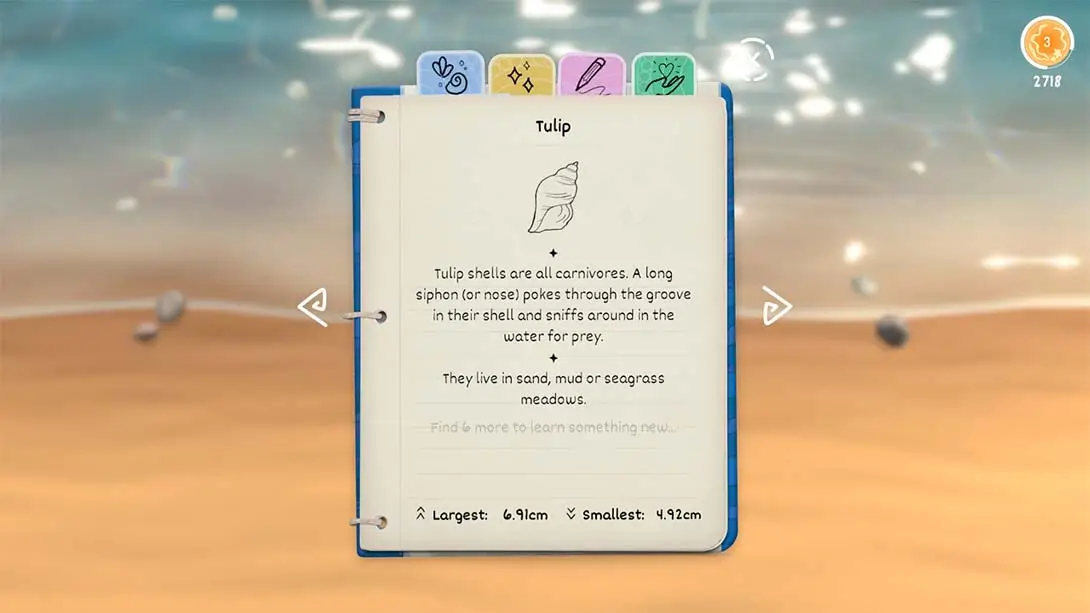 图片[4]-【美版】贝壳 Seashell-游糖YoTeb